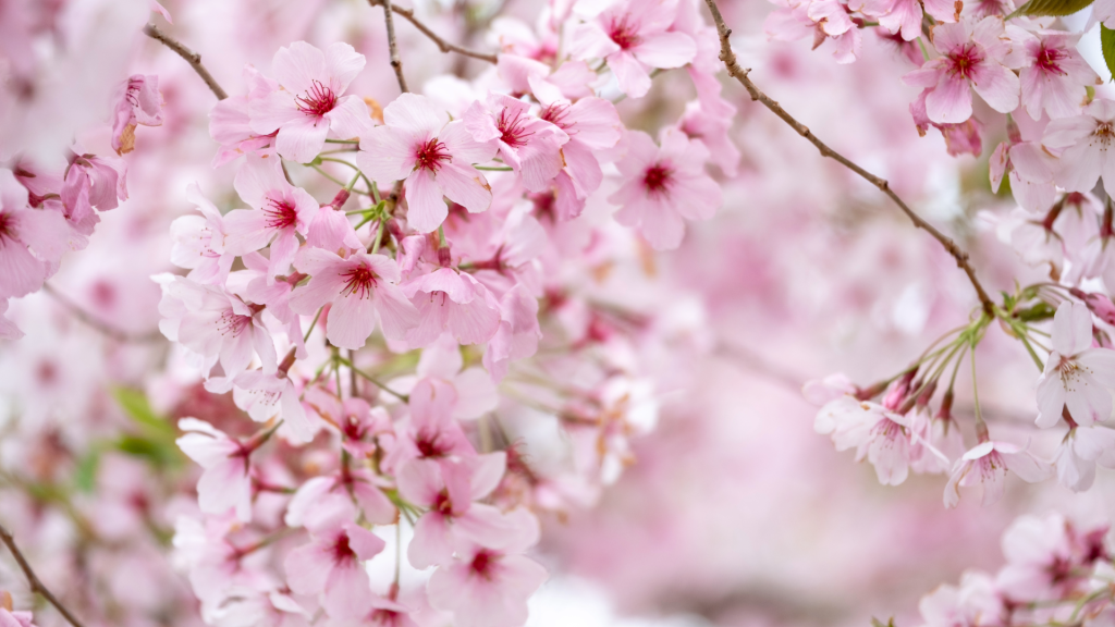 Japanese-Garden-Cherry-blossom