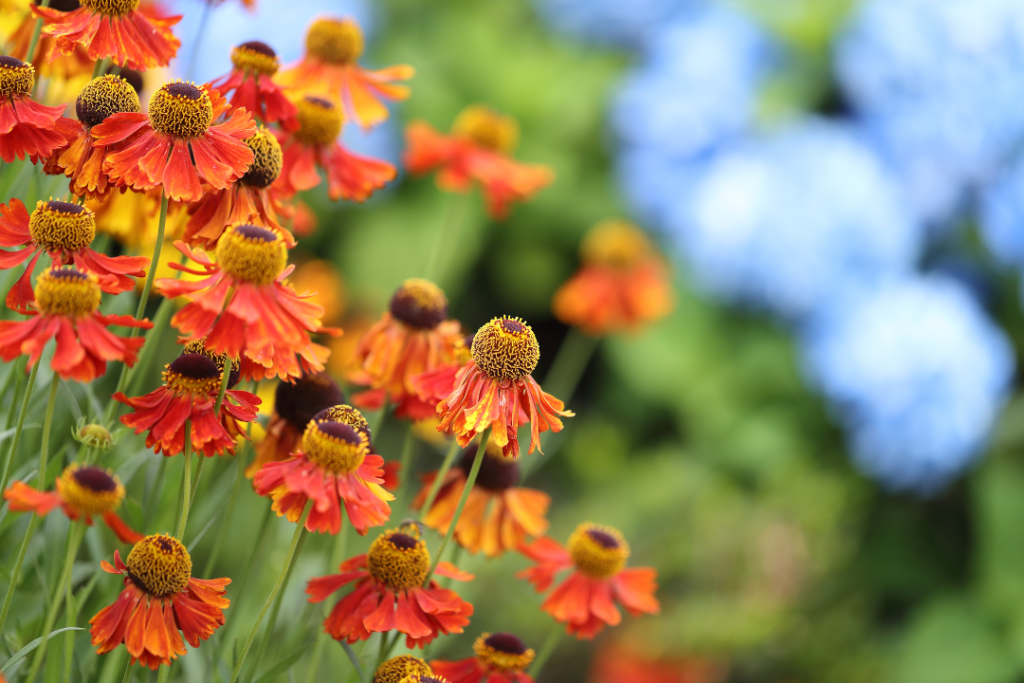 Buffalo-and-Erie-County-Botanical-Gardens